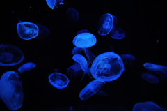 Floating life