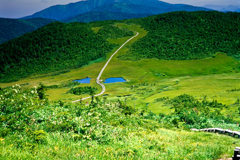 燧ケ岳の湿原（田代）