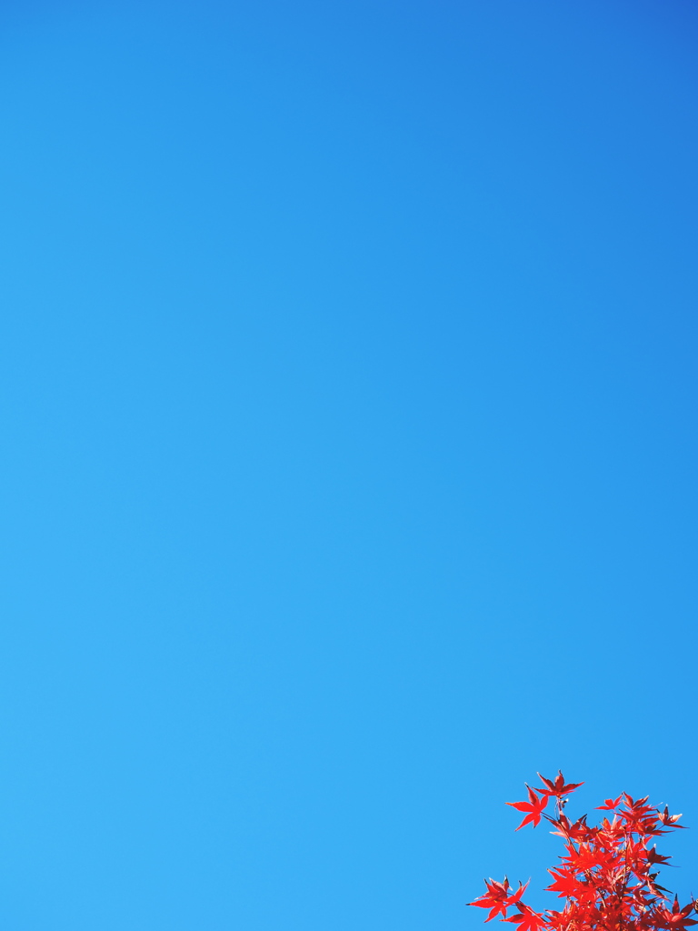 青空に映える