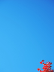 青空に映える