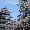 松本城とさくら