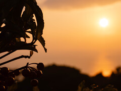 夕日に照らされ