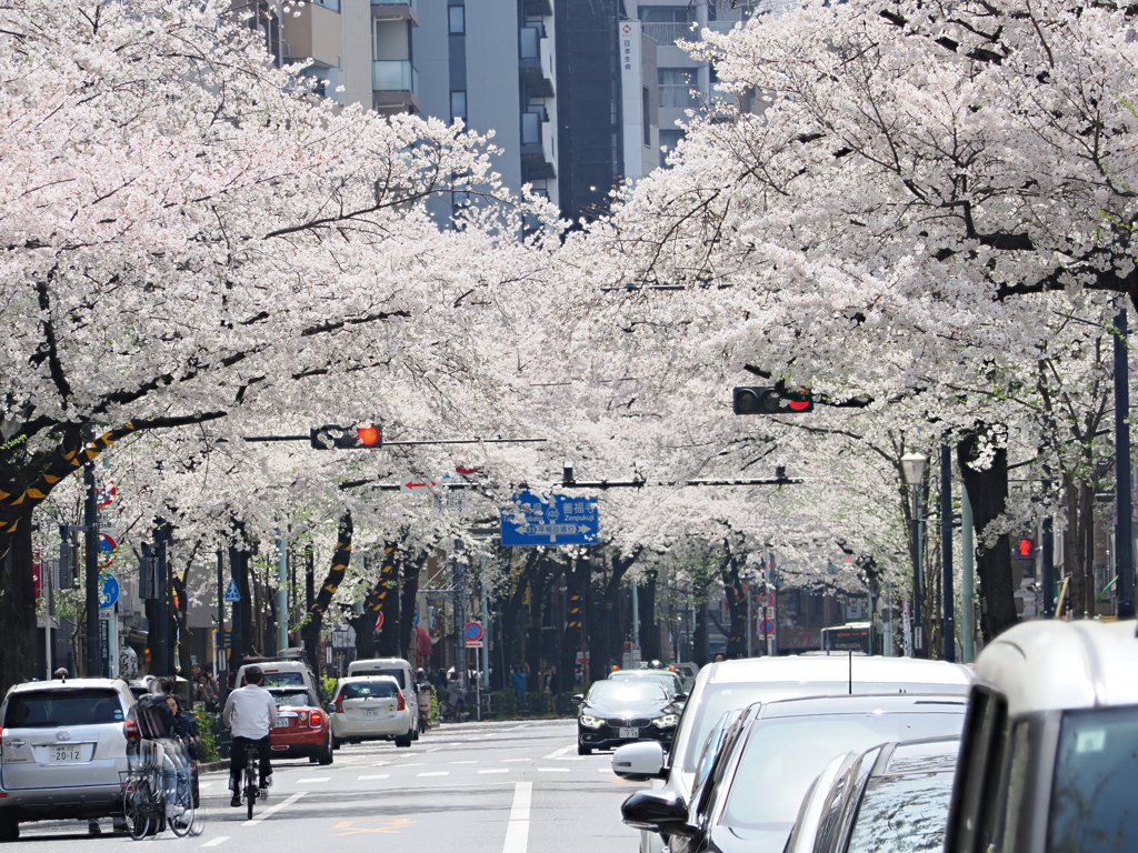 桜満開