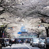 中野区の桜