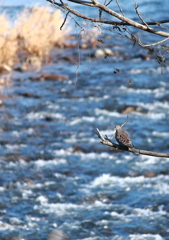 川でたそがれる鳩