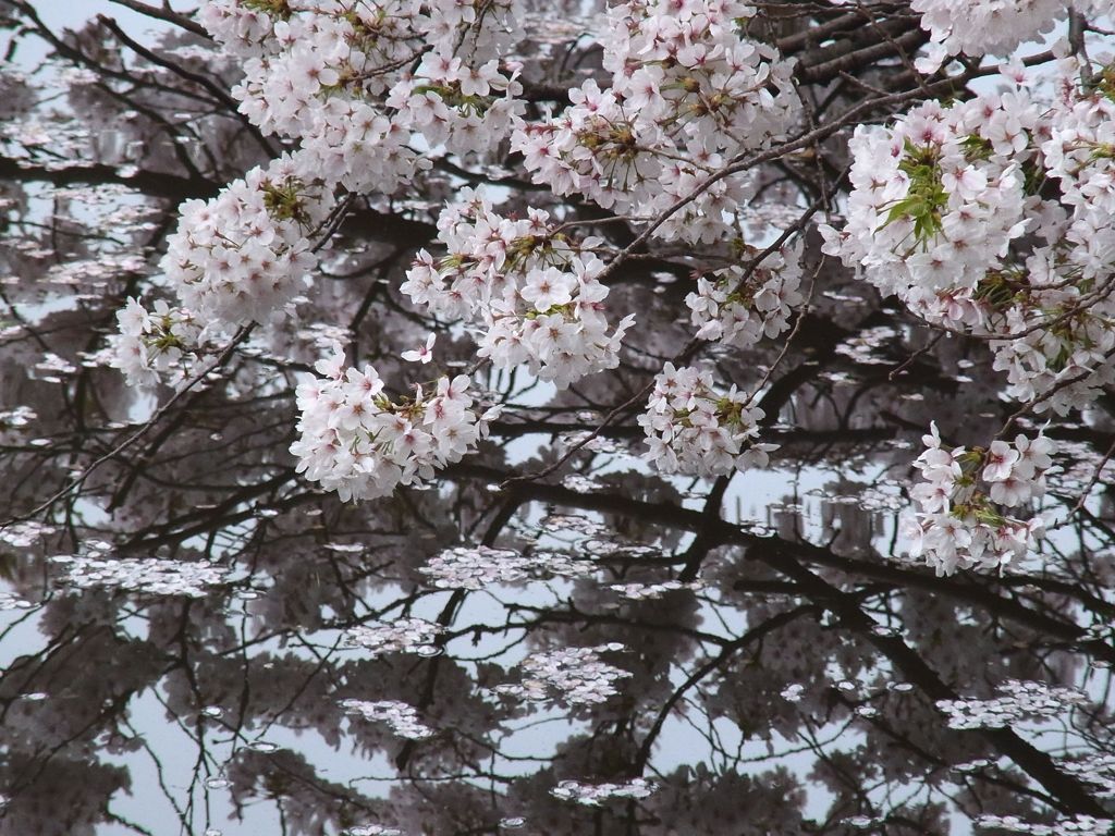 桜