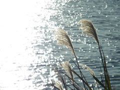sRIMG0286
