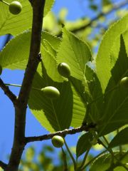 leaf green