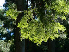 sRIMG0090