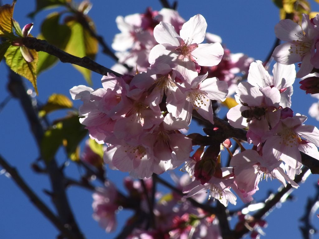 Cherry Blossom