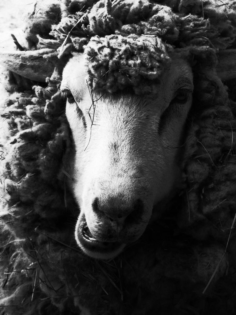 sheep