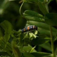 baby ladybug