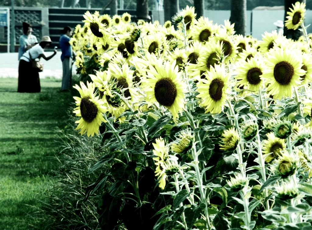 smiley flower