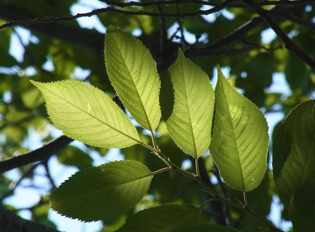 leaf green