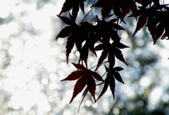 sRIMG0029