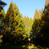 朝の公園