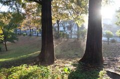 朝の公園