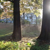 朝の公園