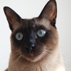 愛猫-1