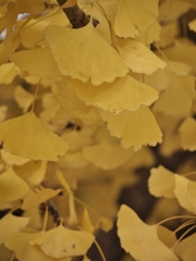 若宮大通り　銀杏