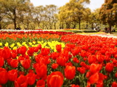 木曽三川公園にて1