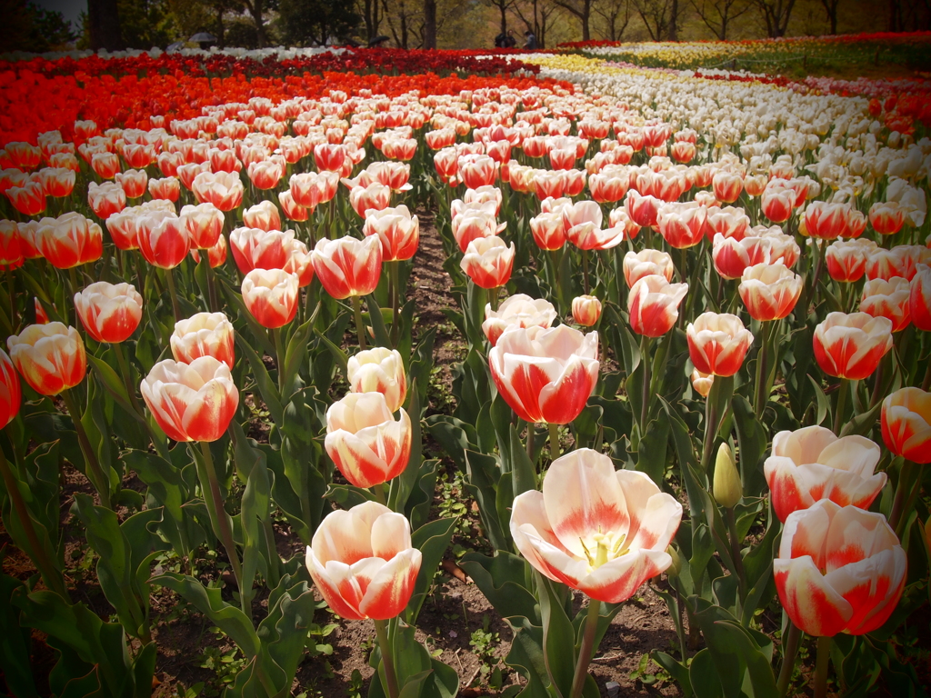 木曽三川公園にて2