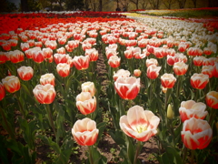 木曽三川公園にて2