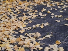 落ち葉