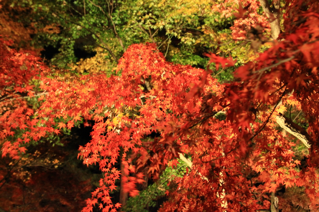 夜の紅葉