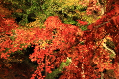 夜の紅葉