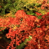 夜の紅葉