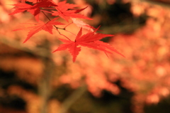 長瀞　紅葉