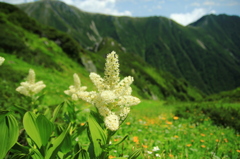 夏