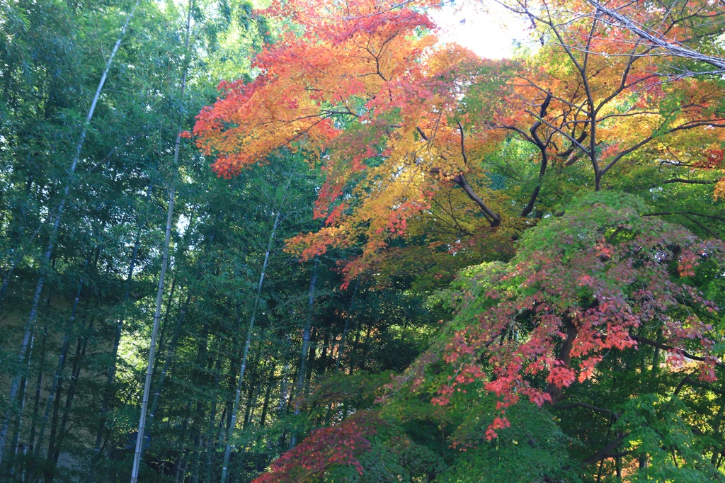 虹の紅葉