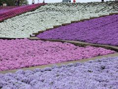 芝桜