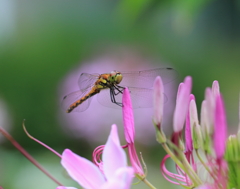 目がまわれ～～＠＠