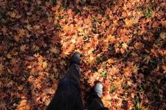 最後の秋となりました