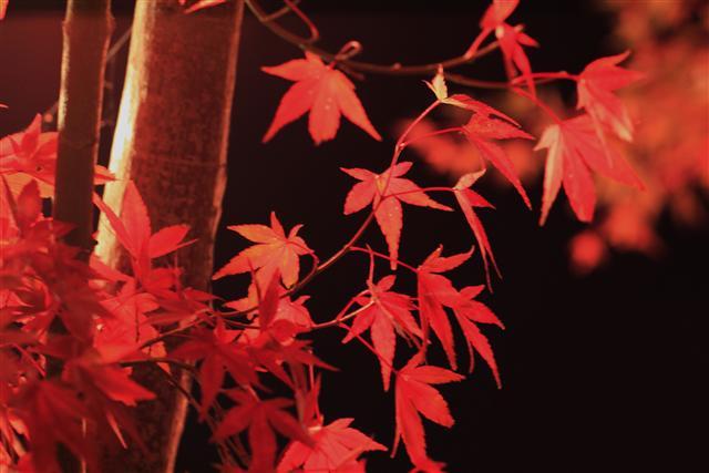 真っ赤なもみじ