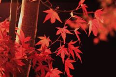 真っ赤なもみじ