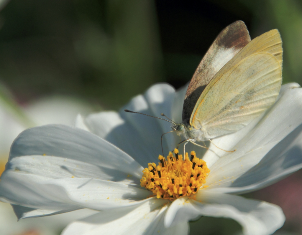 モンシロチョウ