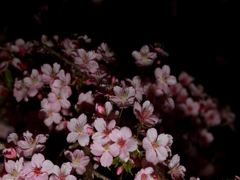 夜桜