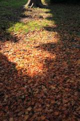 陽の当たってるところ