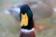 じっと見られちゃいました。