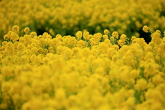 ３月３日