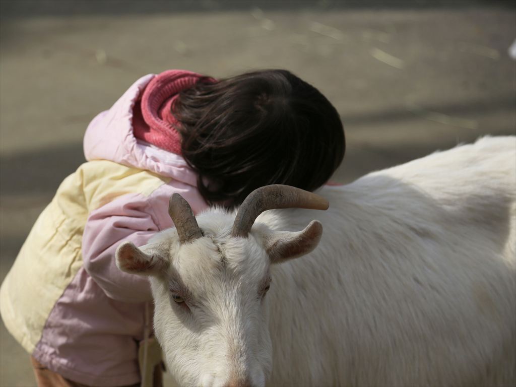 羊のミルクちゃん
