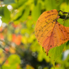DSCN0660