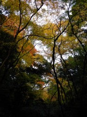沢もみじ