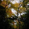 沢もみじ