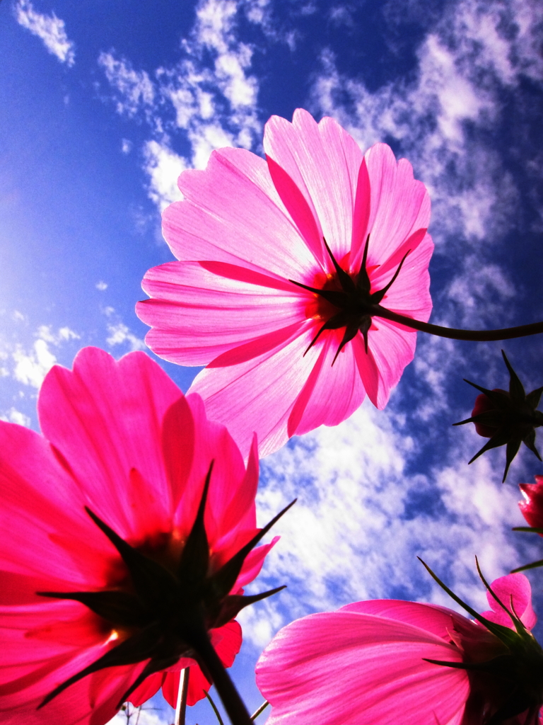 みんなで太陽いっぱい