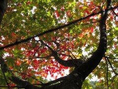 まだもうすこし